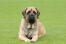 Mastiff-liggende ned