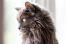 Nærbillede af en fluffy nebelung kat, der kigger til siden