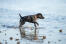 Patterdale-terrier-beach