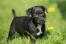 Patterdale-terrier-hvalp