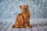 Rød amerikansk langhåret bobtail kat sidder og kigger op