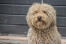 Barbet hund med en Golden krøllet pels sidder og venter på instruktion