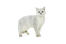 Britisk korthårskat med tippet kat mod hvid baggrund