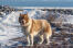 En flot canadisk eskimo hund ude i vildmarken