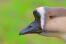 Kinesisk Goose nærbillede