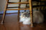 Fluffy napoleon kat gemmer sig under træstol