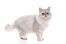 Sølv tabby persisk kat stående foran en hvid baggrund