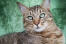 Nærbillede af pixie bob kat på en grøn baggrund