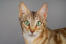 Sokoke kattehoved tæt på en grå baggrund
