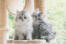 To sølvfarvede persiske kattekillinger sidder i et kattetræ