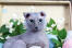 Grå ukranisk levkoy kat med store blå øjne