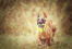 En glad belgisk hyrdehund (malinois) på tur med et stykke legetøj