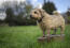 En voksen norfolk terrier, der viser sin vidunderlige, korte, korte og ubehøvlede pels frem