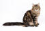 Sibirisk kat med udstrakt hale siddende mod hvid baggrund