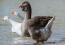 Toulouse Goose padler i vandet