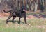En sund, voksen neapolitansk mastiff, der viser sin store, store hale frem