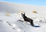 En smuk, lille boston terrier, der nyder lidt motion i Snow