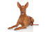 En spændt faraohhund med spidse ører og klar til at lege