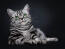 Britisk korthåret sølv tabby kat liggende på en mørk baggrund