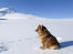 En smuk finsk lapphund med en tyk blød pels, der sidder i den Snow