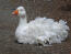 Sebastopol Goose liggende på jorden
