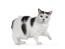 Sort og hvid manx kat mod hvid baggrund med en pote opad