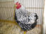 Wybar kylling i en hønsegård