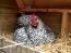 Wybar kylling hviler i hønsegård