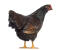 Barnevelder-chicken-white-background