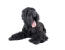 En voksen voksen sort russisk terrier, der ligger ned med tungen fremme
