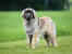 En sund voksen leonberger med en smuk, tyk pels