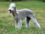 En vidunderlig bedlington terrier, der står oprejst og viser sin velplejede pels frem