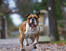 En sund voksen engelsk bulldog, der jogger mod sin ejer