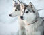 To siberian huskies med høje ører, der venter på den næste kommando