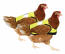 Gule high-vis kyllingejakker Gule high-vis kyllingejakker