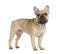 En ung fransk bulldog, der står oprejst og viser sine spidse ører frem