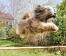 En tibetansk terrier, der hopper utroligt højt på agilitybanen