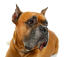 Et nærbillede af en flot boxerhund med flossede læber og spidse ører