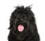 En portugisisk vandhunds loyale ansigt med en uglet hårpragt