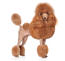 En toy puddel med en meget ekstravagant pels med pels med pølsesnit