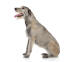 En smuk irsk ulvehund med en hvalpeklippet pels og et skrubbet skæg