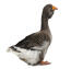 Toulouse Goose på en hvid baggrund