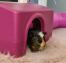 Farvestrålende spættet marsvin i en pink Omlet shelter med en tube på et fluffy tæppe indendørs Farvestrålende spættet marsvin i en pink Omlet shelter med en tube på et fluffy tæppe indendørs