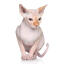 En sphynx-kat med ingefærblød dun på næse og ører
