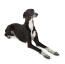 En ung voksen greyhound med en dejlig kort, sort og hvid pels