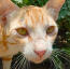 Nærbillede af ginger arabisk mau katte ansigt
