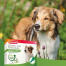 Beaphar SPOT-ON 3x1 ml til små hunde (op til 15 kg) med beskyttelse mod flåter og lopper Beaphar SPOT-ON 3x1 ml til små hunde (op til 15 kg) med beskyttelse mod flåter og lopper