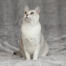 En dejlig asiatisk burmilla kat med hvidt bryst og grønne øjne