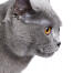 Profilen af en chartreux-kat med ravfarvede øjne