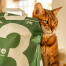 Tabby kat læner sig mod en grøn pose med kattegrus